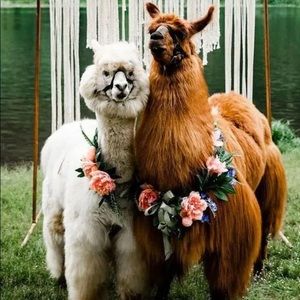 sage and arrow🔮blessings🤍🍃